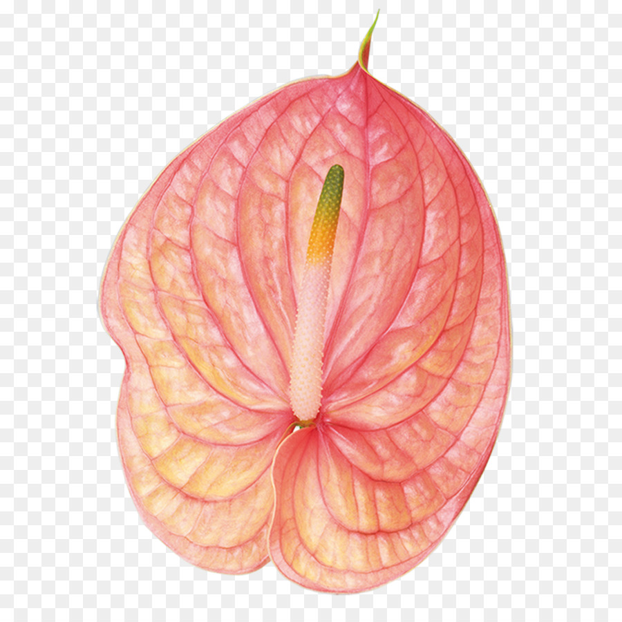 Flor，Cortar Flores PNG