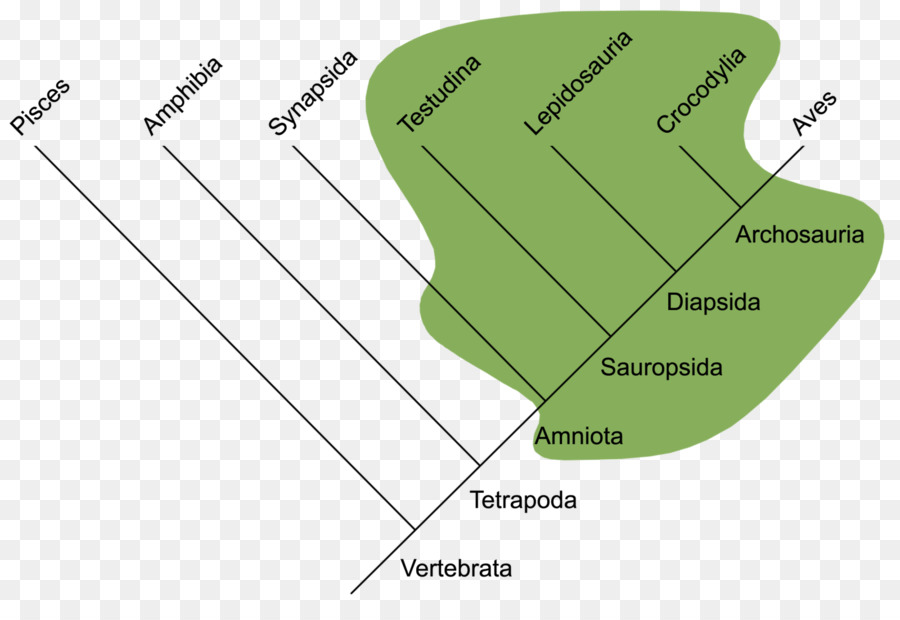 Reptiles，Vertebrada PNG