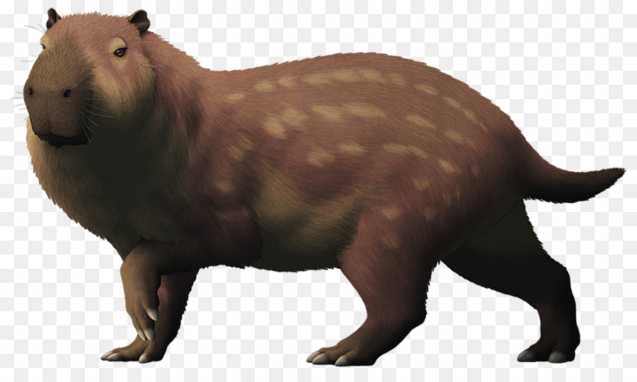 Castor，Plioceno PNG