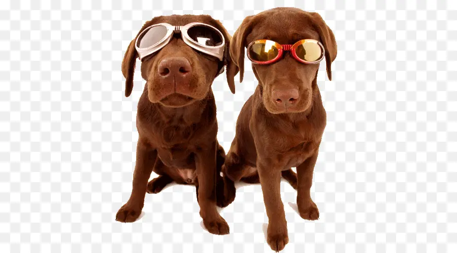 Labrador Retriever，Cachorro PNG