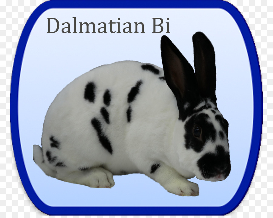 Mini Rex，Perro Dálmata PNG