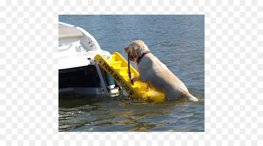 Patas A Bordo De La Escalera De Botes Para Perros Y Rampa，Golden Retriever PNG