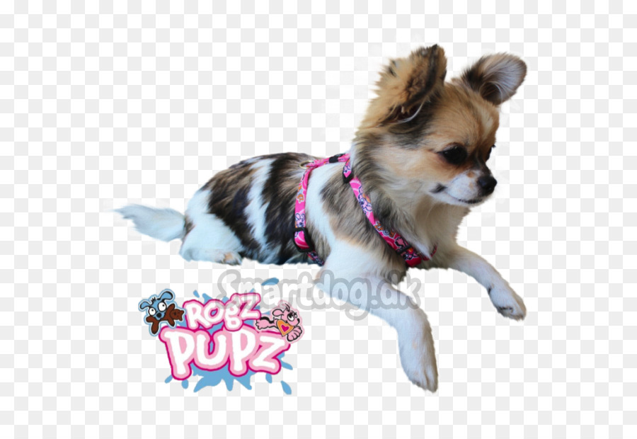 Chihuahua，Cachorro PNG