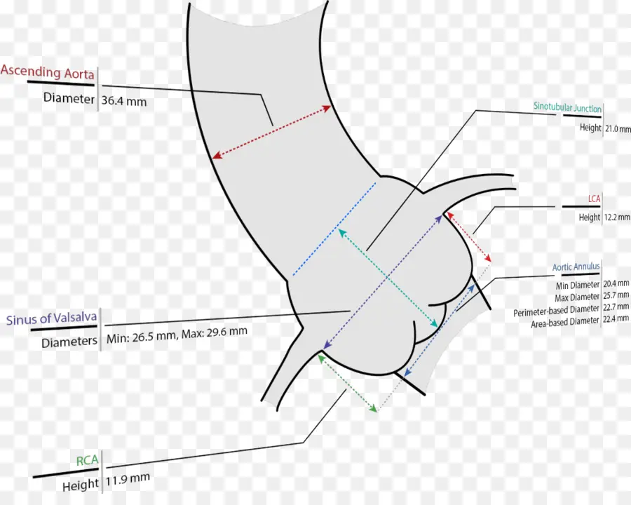 Diagrama Del Corazón，Anatomía PNG