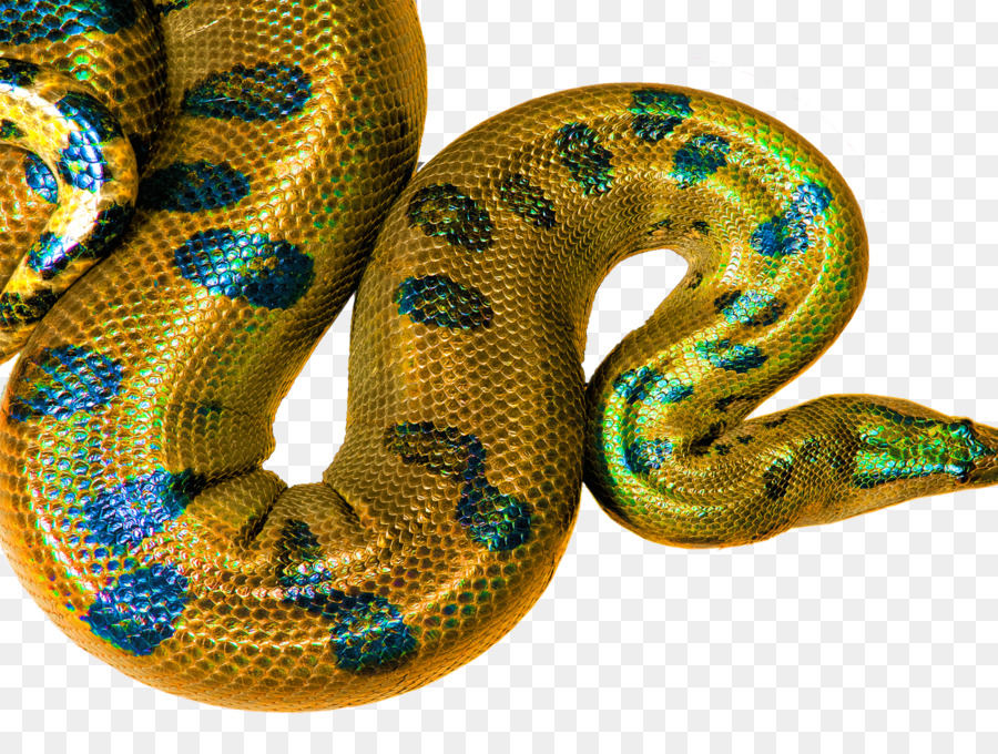 Boa Constrictor，Serpiente PNG