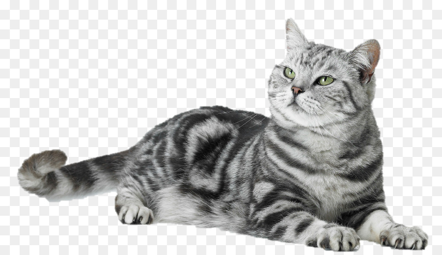 Gato，Mascota PNG