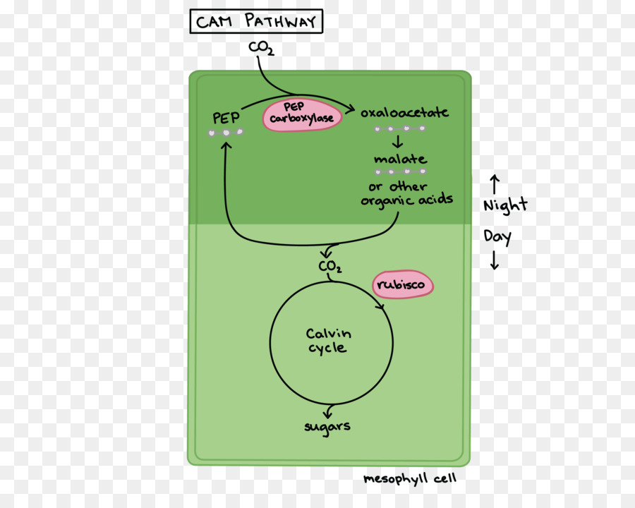 C3 C4 Mecanismos Y Celular Y La Regulación Ambiental De La Fotosíntesis，Metabolismo Del ácido Crasuláceas PNG