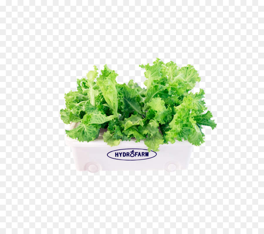 Lechuga Romana，Verdes Primaverales PNG