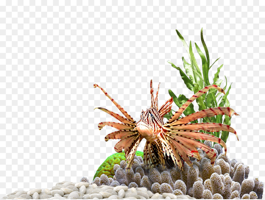 Acuario，Plantas PNG