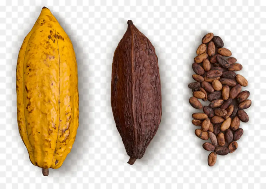 Grano De Cacao，Chocolate PNG