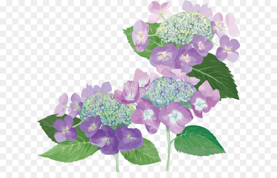 Flores Moradas，Hortensia PNG