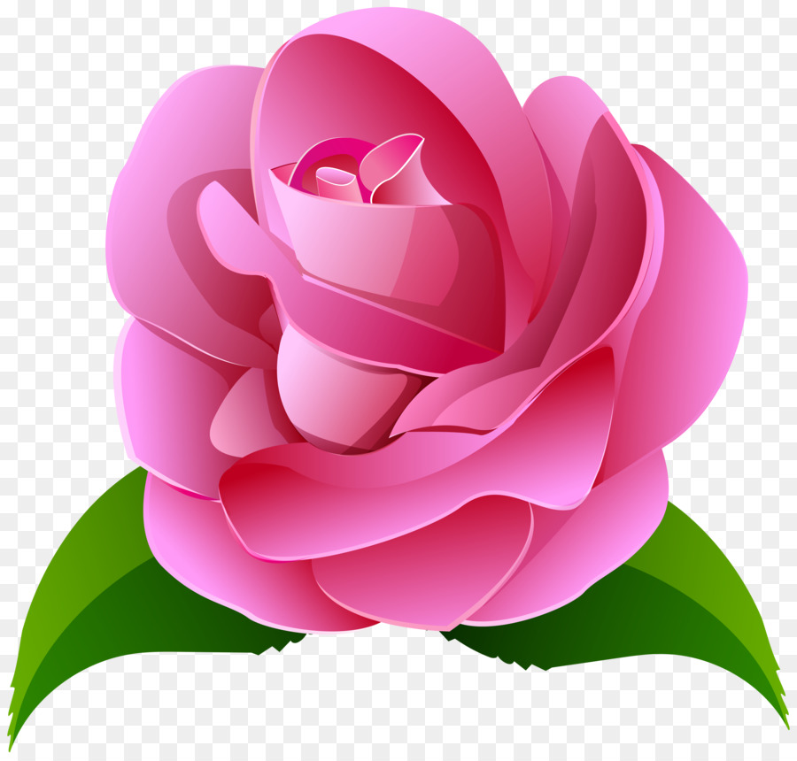 Rosa，Flores Rosadas PNG