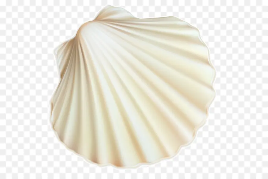 Concha，Blanco PNG