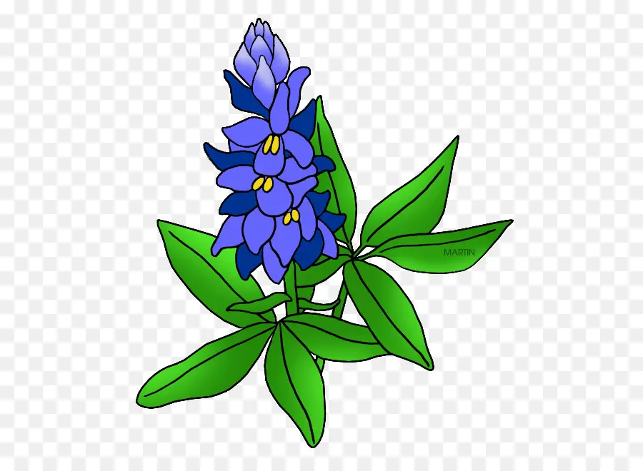 Bluebonnet，Texas Bluebonnet PNG