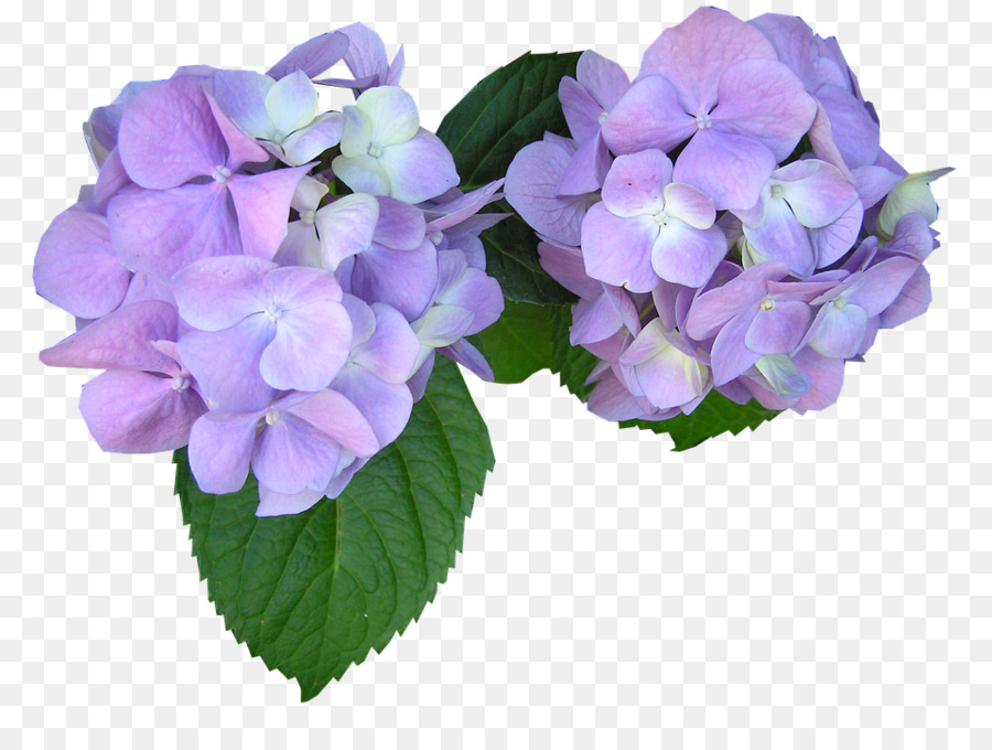 Flores Moradas，Hortensia PNG