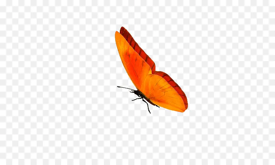 Mariposa Naranja，Naturaleza PNG