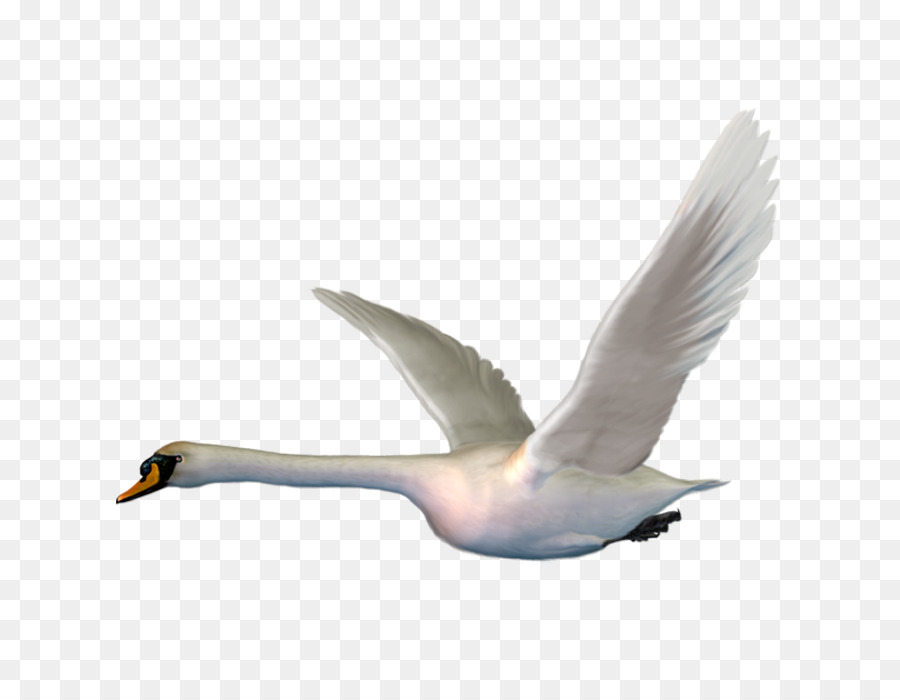 Cygnini，Aves PNG