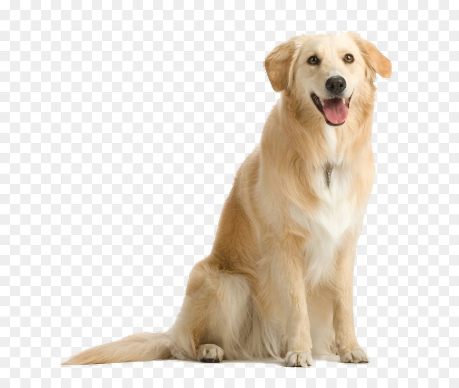 Perro，Blanco PNG