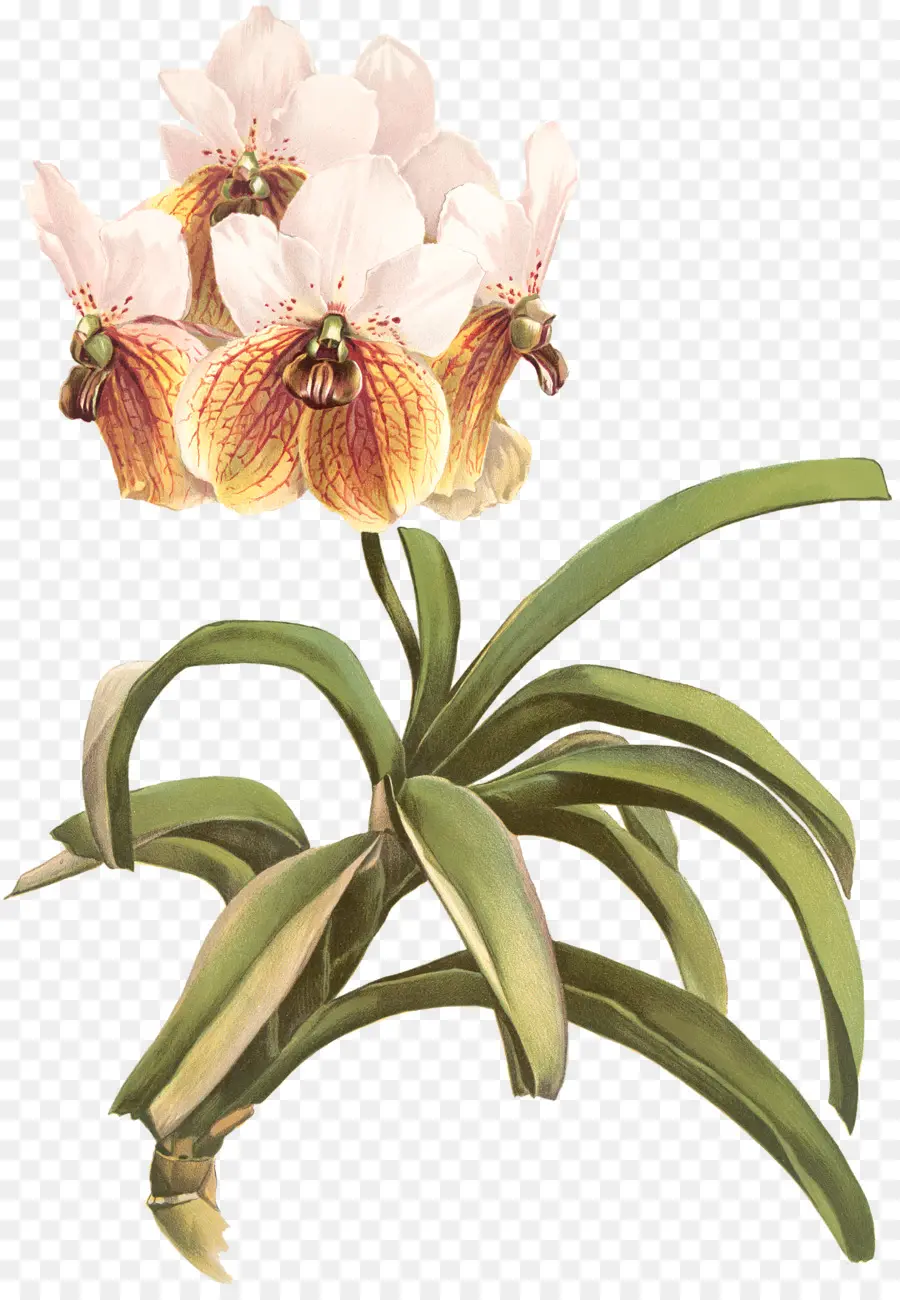 Reichenbachia Orquídeas Ilustradas Y Descritas，Walingwaling PNG