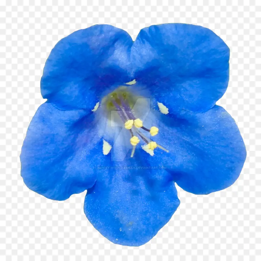 Flor Azul，Pétalos PNG