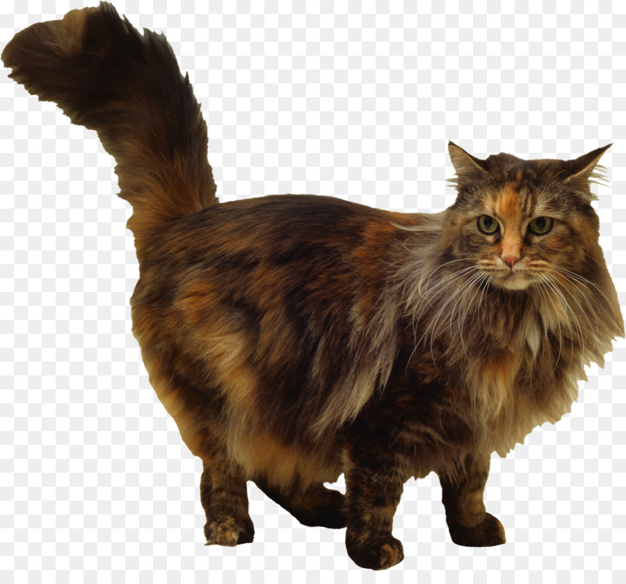 Maine Coon，Bigotes PNG