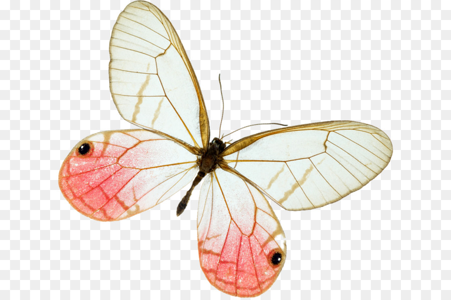 Mariposas Con Pincel，Mariposa PNG