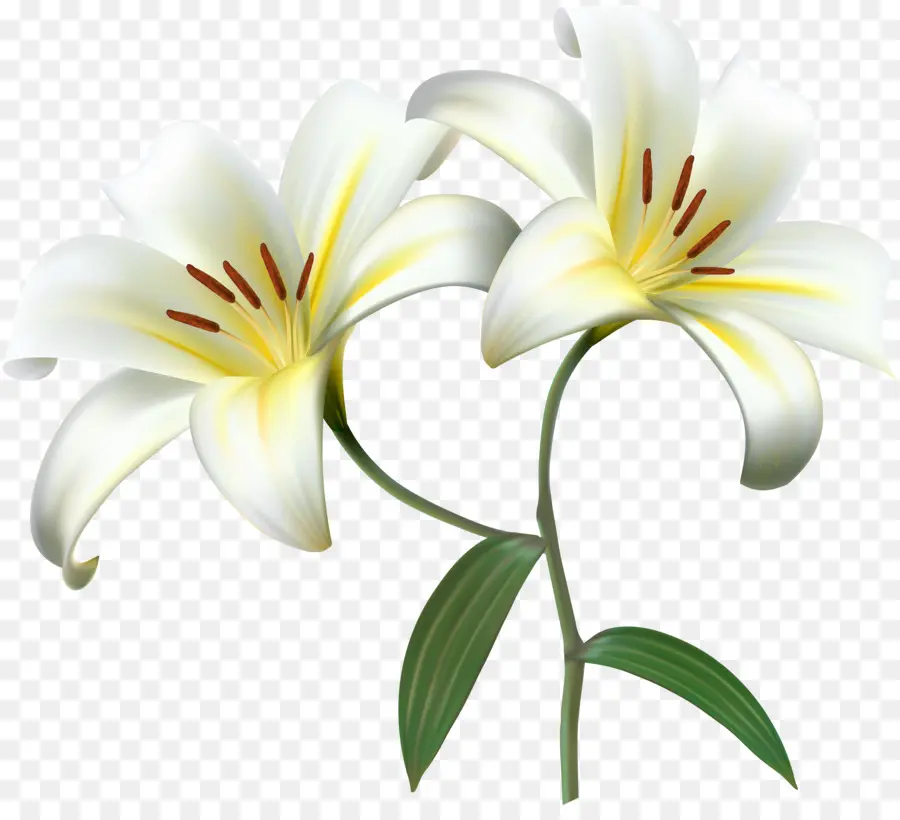 Madonna Lily，Flor PNG