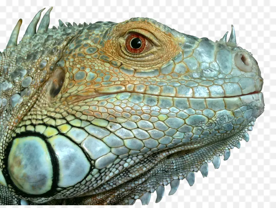 Reptil，Lagarto PNG