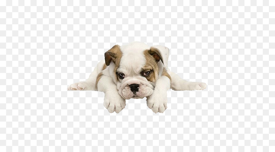 Cachorro，Perro PNG