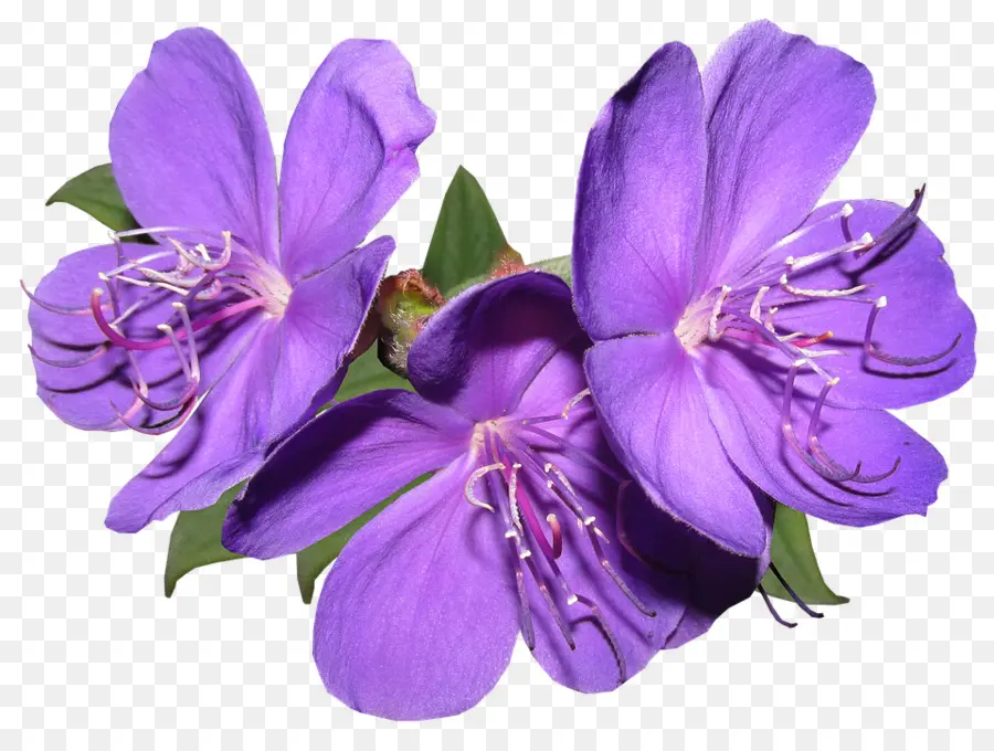 Fondo De Escritorio，Flor PNG