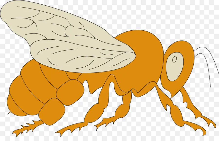 Abeja，Miel PNG