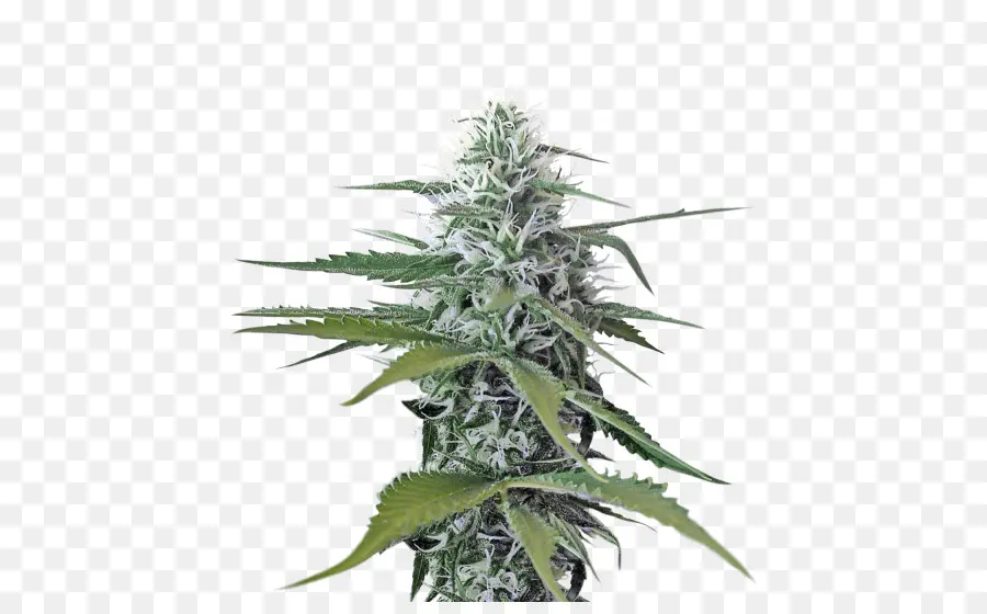 Canabis，Cannabis Sativa PNG