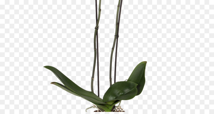 Planta En Maceta，Verdor PNG