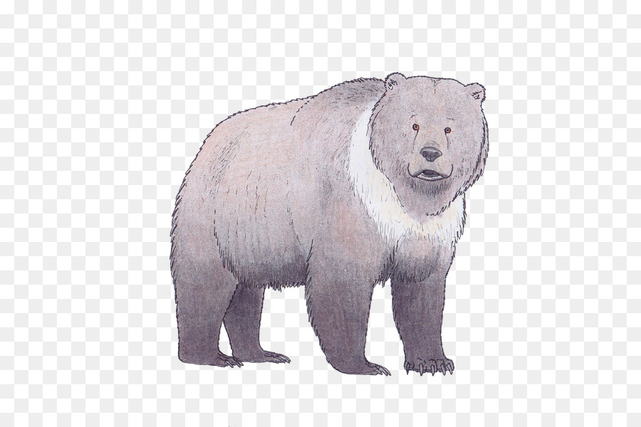 Oso Polar，Oso Pardo PNG