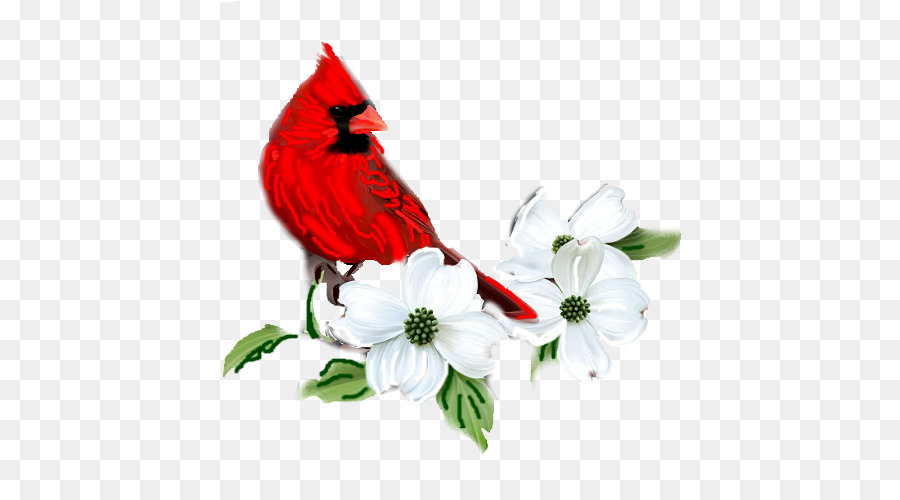 Pájaro Cardenal，Pájaro PNG