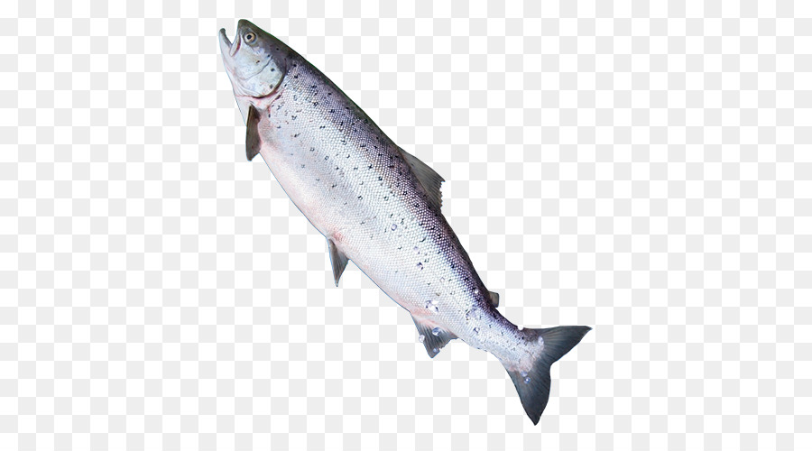 El Salmón Coho，La Trucha PNG