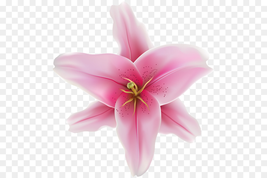 Cortar Flores，M Pink PNG