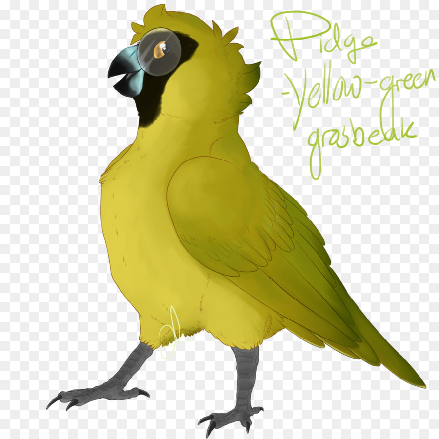 Guacamayo，Perico PNG