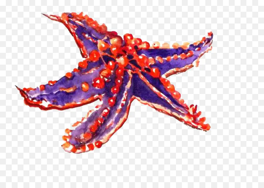 Estrella De Mar Colorida，Estrella De Mar PNG