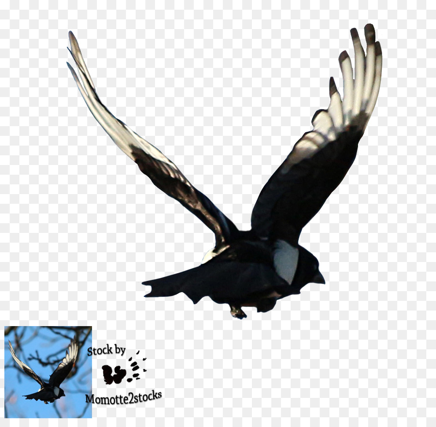 águila Calva，Eurasia Urraca PNG