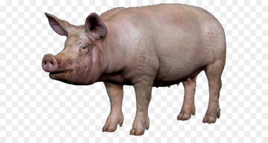 Cerdo，Día PNG