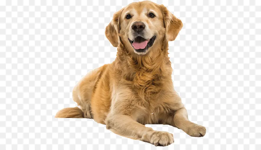 Golden Retriever，Cachorro PNG