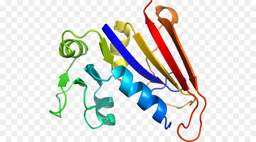 Estructura Proteica，Molécula PNG