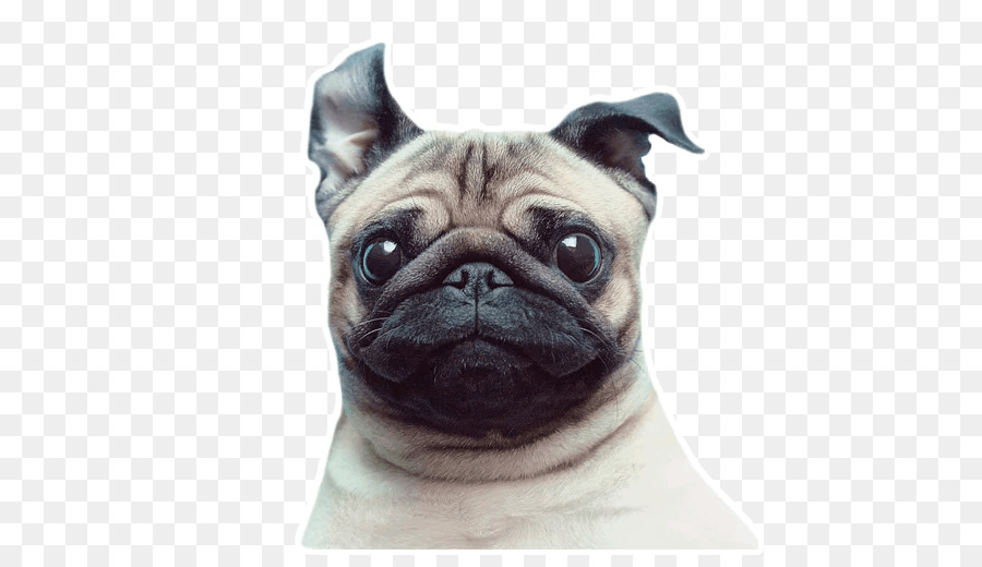 Doguillo，Cachorro PNG