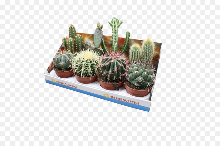 Cactus，Citroën Cactus M PNG