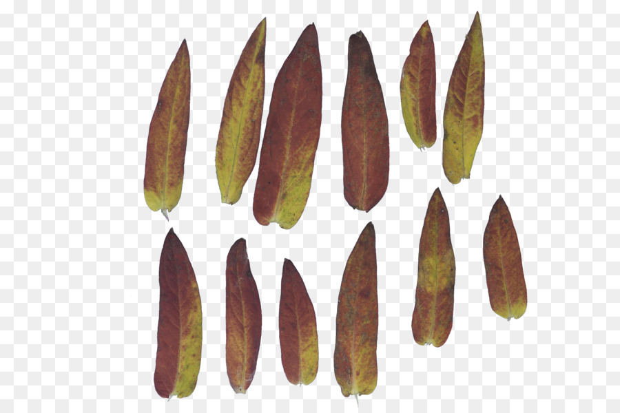 Hoja， PNG