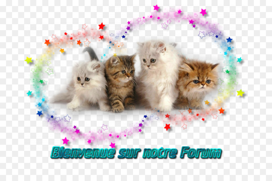 Gato Persa，Gatito PNG