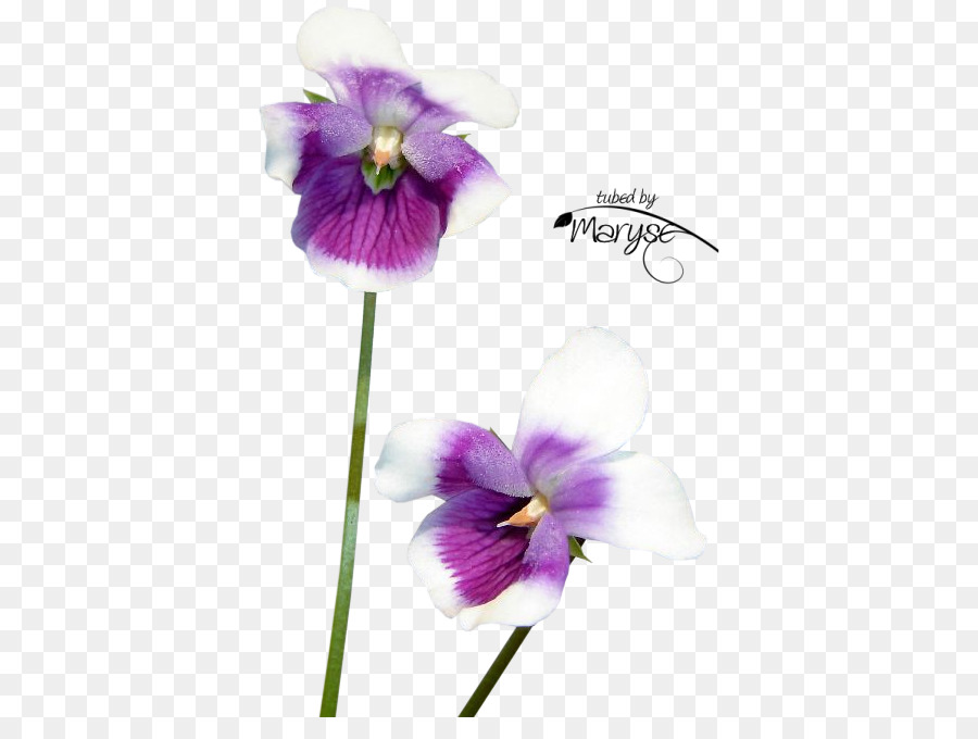 Flor，Violeta PNG