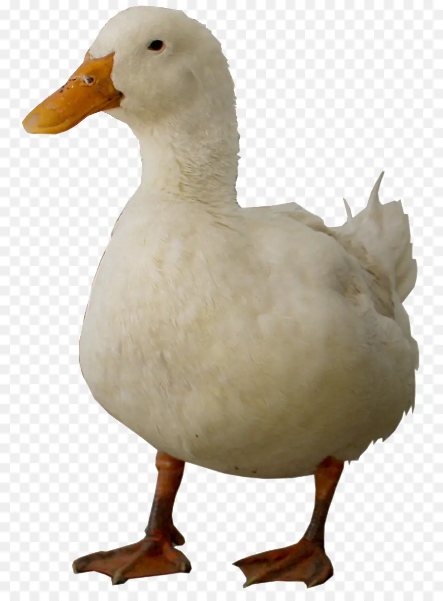 Pato，Ganso PNG