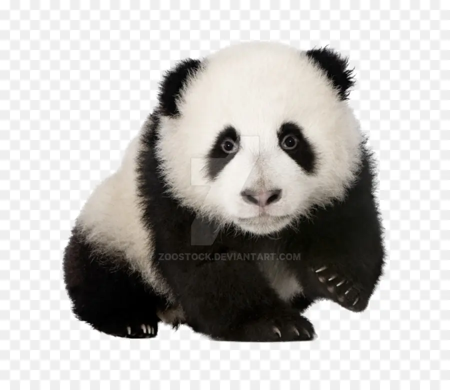 El Panda Gigante，Libro PNG